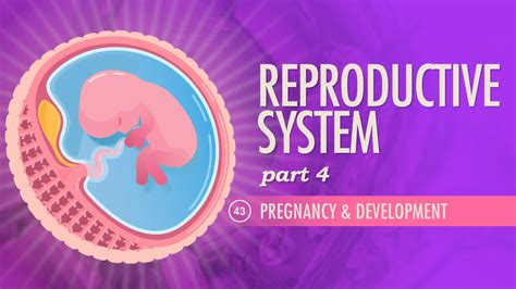 Crash Course Reproductive 的图像结果