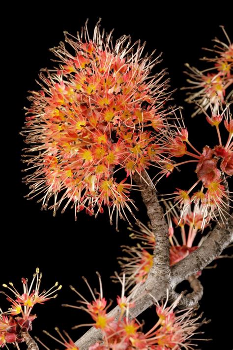 Acer rubrum - red maple, Canadian maple, scarlet maple, swamp maple ...