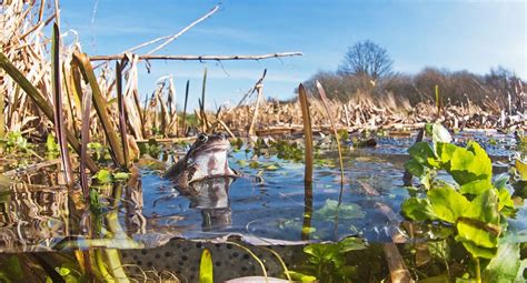 The Britain’s Ponds. — Teletype