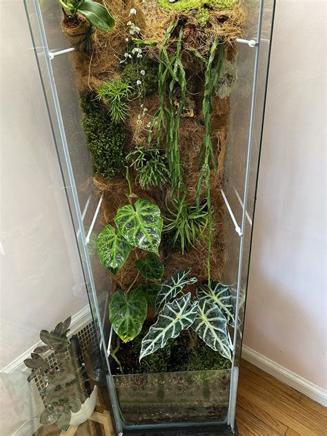 How To Build A Large Vivarium - Plantforce21