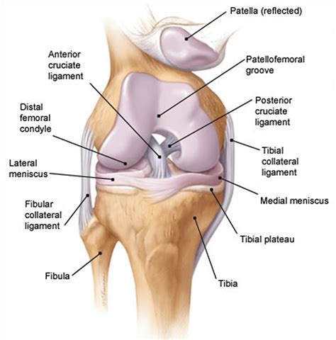 Joint-effusion, knee joint effusion causes, diagnosis, treatment & prognosis