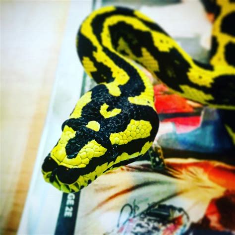 Carpet Python Breeding Size at Mildred Urban blog