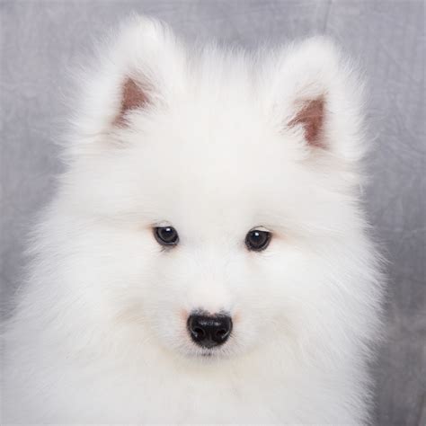 大萨摩耶犬价格及图片-银狐犬价格多少钱一只,一只小萨摩耶多少钱,萨摩耶价格多少钱一只,萨摩耶幼犬图片