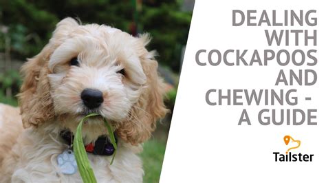 Cockapoo Biting 的图像结果