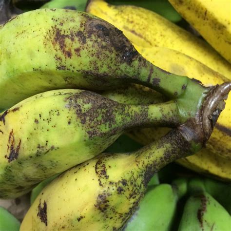 Dwarf Banana Tree: Growing Banana Plants as Ornamentals | Epic Gardening