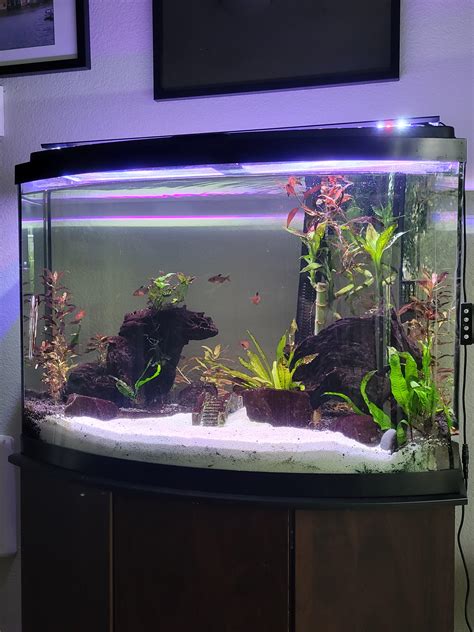 My fully planted 36 gallon aquarium/aquascape : r/Aquariums