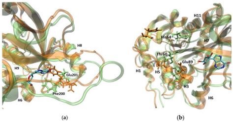 Trimeric Architecture Ensures the Stability and Biological Activity of ...