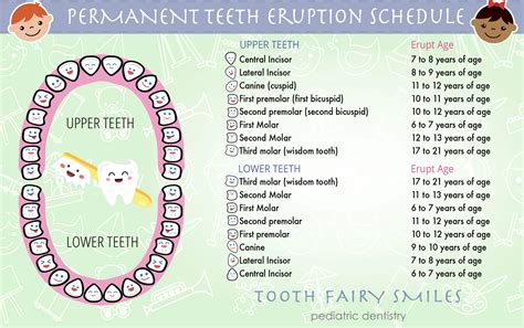 Tooth Eruption Chart Permanent - Best Chart Examples
