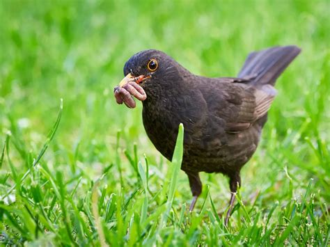Are Birds Omnivores? (Which Birds, What Do They Eat?) | Birdfact