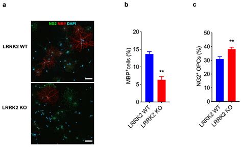 Leucine-Rich Repeat Kinase-2 Controls the Differentiation and ...