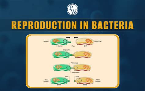 Image result for Bacteria Reproduction Animation