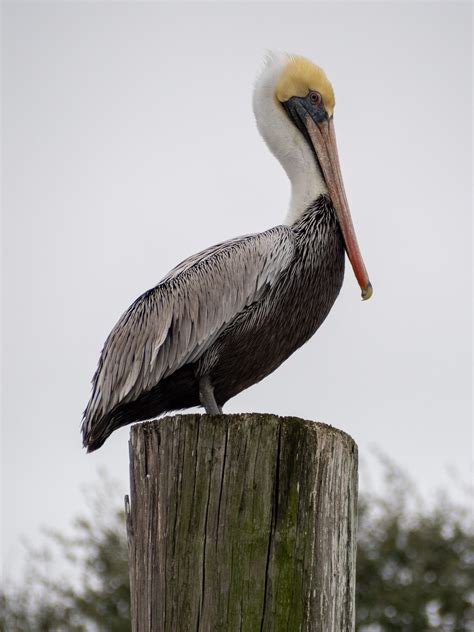Louisiana State Bird