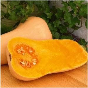 CYBEXIS Squash - Butternut - Hunter F1 Seeds-50 Seeds Seed Price in ...