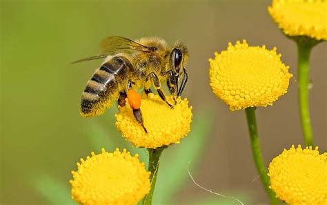 蜜蜂的基本知识有哪些？了解这些蜜蜂知识，养蜂才能有理有据！