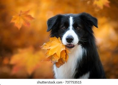 Image result for Dog Using Computer Meme