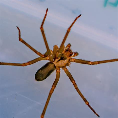 Creepy Brown Recluse Spider