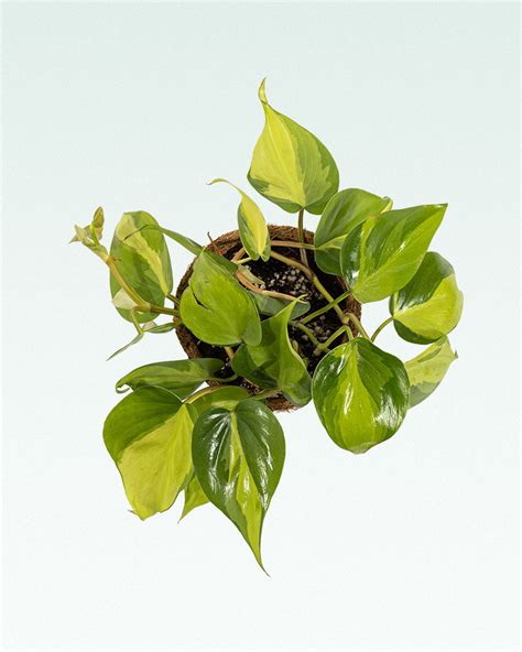 Philodendron Brasil