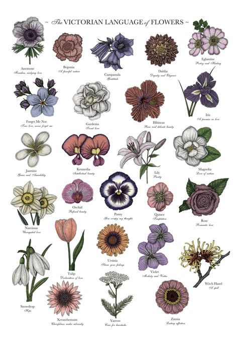 Victorian Language of Flowers Colour A3 Print - A to Z Flowers - Flower Alphabet - Floriography ...