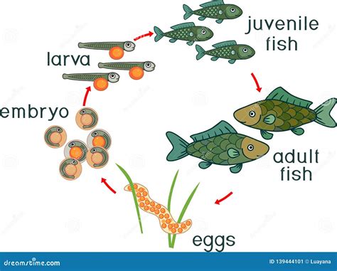 Catfish Life Cycle at George Hodge blog