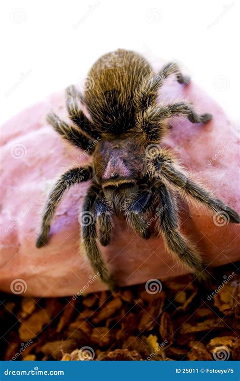 Rose Hair Tarantula Spider Crawling Stock Image - Image of crawling ...