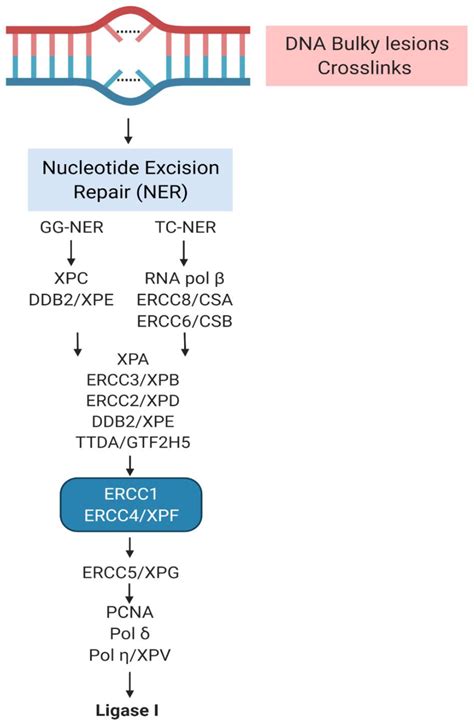 JPM | Free Full-Text | Xeroderma Pigmentosum: General Aspects and Management