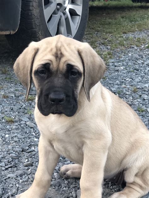 English Mastiff Puppies For Sale | Ellijay, GA #297895