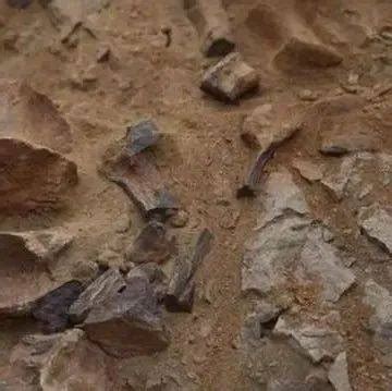 内蒙古发现巨型恐龙蛋化石群？ 专家却说……