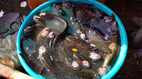 How Overcrowding, Antibiotics And Other Practices Are Affecting Fish In ...