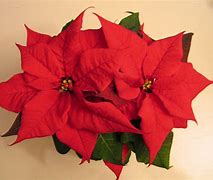 Image result for Xmas Wreath Drawing