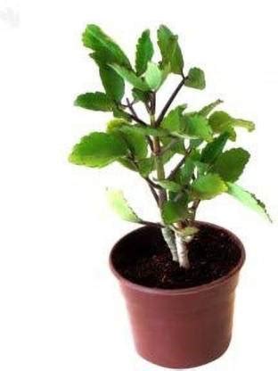 ORETIC Bryophyllum Pinnatum/Patharchatta Plant Price in India - Buy ...