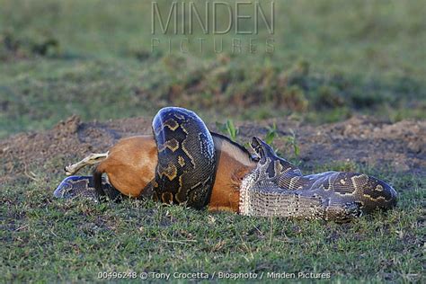 Image result for African Rock Python Eating Crocodiles