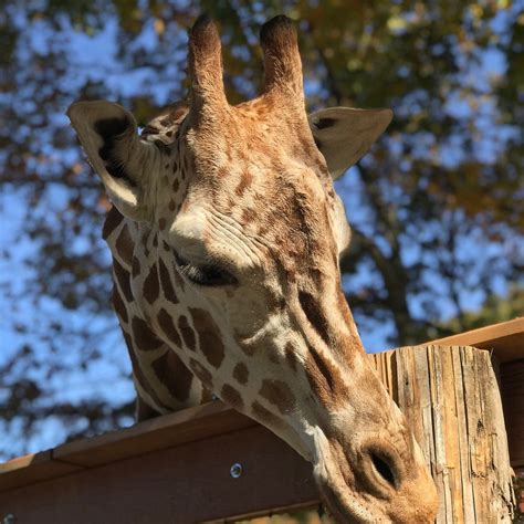 INDIAN CREEK ZOO (2026) All You Need to Know BEFORE You Go (with Photos ...