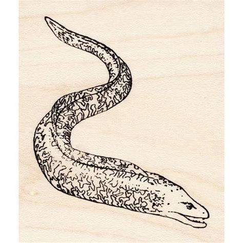 Moray EEL Rubber Stamp : Amazon.in: Home & Kitchen