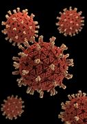 rotavirus 的图像结果