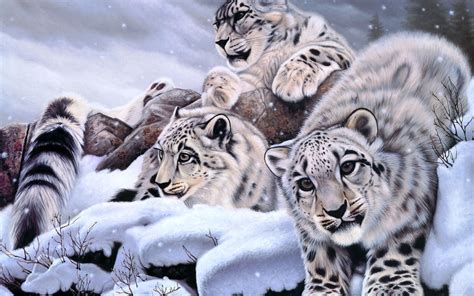 [62+] Snow Leopard Wallpapers | WallpaperSafari