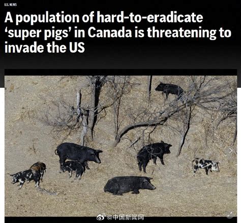 加拿大超级猪入侵美国_野猪_杂交_包括