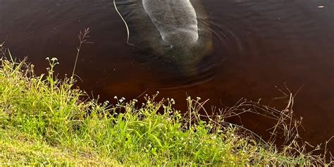 Port St. Lucie residents want restrictions for boaters to protect ...