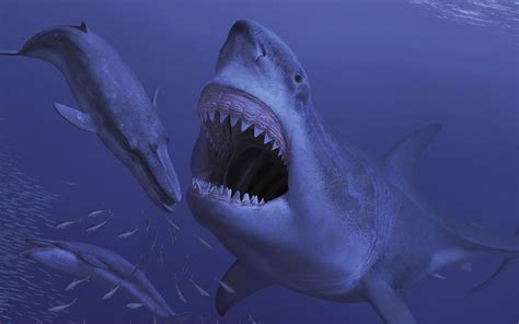 巨齿鲨（生物、动物）_百度百科