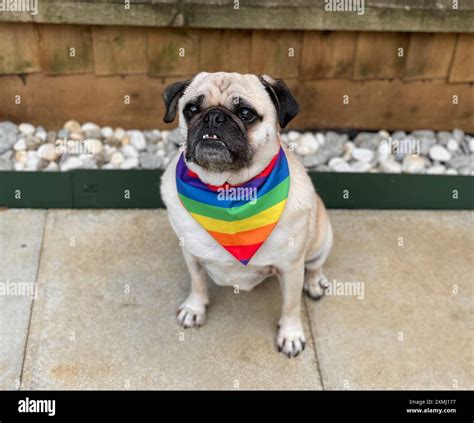 A six-year old, male, fawn, Pug dog, sitting and wearing a gay pride ...