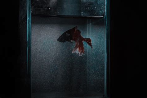 Do Betta Fish Sleep? When and How Long? ([year] guide)