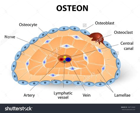 Diagram Showing Evolution Of Osteoblasts And Osteoclast