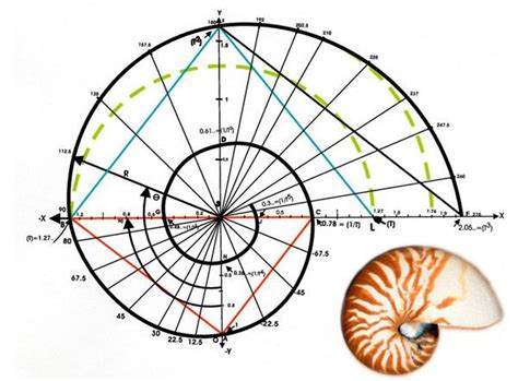 Image result for Nautical Shell Math