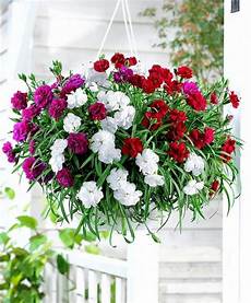 fiori perenni da vaso fiori da vaso fiorista fiori per vaso fiori perenni da vaso fiori da vaso fiorista fiori per vaso