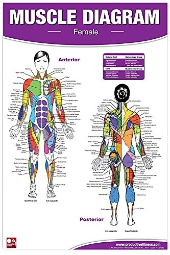 Premium Female Muscle Diagram Anterior And Posterior Muscle Chart ...