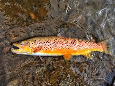 Brown Trout Fish