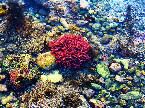 At Gujarat's Shivrajpur beach, discovering the climate resilience of ...