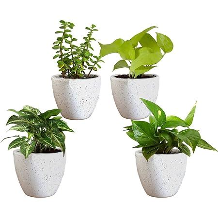 Rolling Nature Combo Of Good Luck Air Purifying Live Golden Money Plant ...
