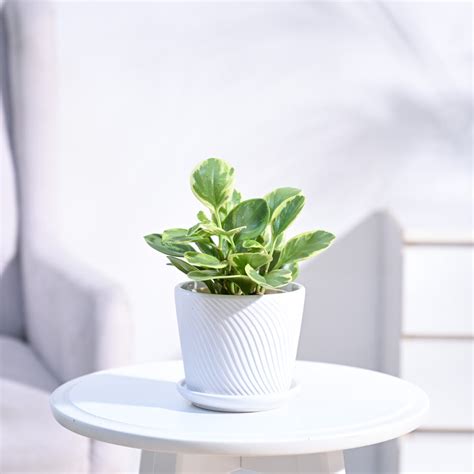 Buy the Stunning Variegated Peperomia Plant Online from Ugaoo