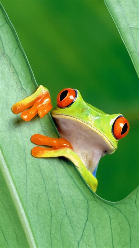 Image result for Tree Frog Colors