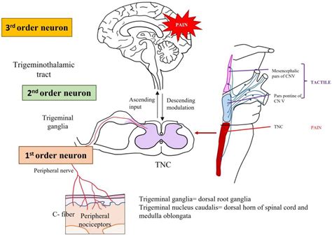 Involvement of Oxidative Stress and Nutrition in the Anatomy of Orofacial Pain - mechanism of referred pain